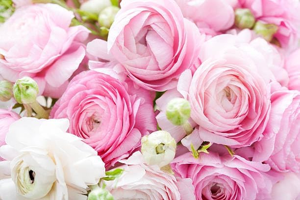 5+ Mixed Color Ranunculus Bulbs, Assorted Rainbow of Double Blooms, Spring Flowering Bulbs Wedding Flower Bulbs for Garden Beds, Borders, Cut Flowers & Container Gardening