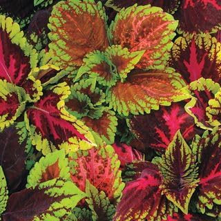 Park Seed Kong Empire Mix Coleus Seeds – Grow Your Own Vibrant Indoor or Outdoor Plants, Extra-Large Foliage for Shade Gardens, Containers, and Borders, Easy to Grow Pelleted Seeds, Pack of 100