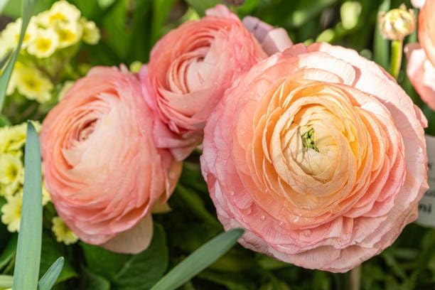 5+ Mixed Color Ranunculus Bulbs, Assorted Rainbow of Double Blooms, Spring Flowering Bulbs Wedding Flower Bulbs for Garden Beds, Borders, Cut Flowers & Container Gardening