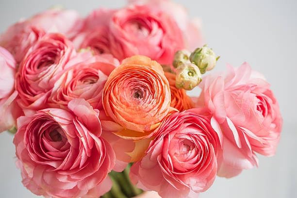 5+ Mixed Color Ranunculus Bulbs, Assorted Rainbow of Double Blooms, Spring Flowering Bulbs Wedding Flower Bulbs for Garden Beds, Borders, Cut Flowers & Container Gardening