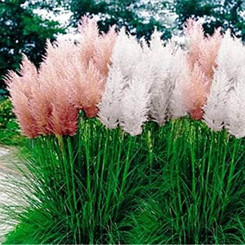 Outsidepride Mix Pampas Grass Seeds – 1,000 Pcs. Perennial, Drought-Tolerant Ornamental Grass for Large Garden Borders, Privacy Landscaping, Xeriscaping, and Low-Maintenance Outdoor Spaces