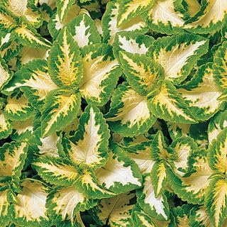 Park Seed Wizard Jade Coleus Seeds – Grow Your Own Vibrant Indoor or Outdoor Plants, Shade-Loving Annual, Cream and Green Foliage for Containers, Borders, or Garden Beds, Pack of 500