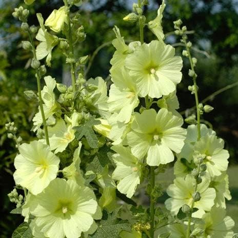 Eden Brothers Hollyhock Seeds - Henry VIII - Lemon