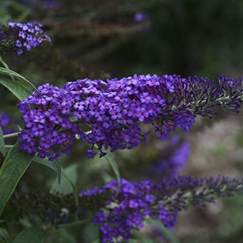 Greenwood Nursery: Live Shrub Plants - Monarch Blue Knight Butterfly Bush + Buddleja/Buddleia Davidii - [Qty: 5X Pint Pots] - (Click for Other Available Plants/Quantities)