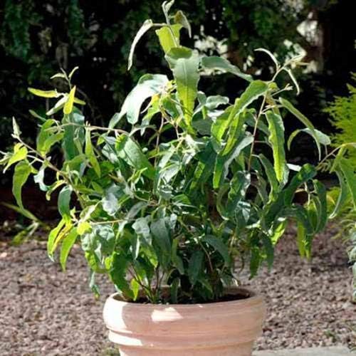 Outsidepride Lemon Bush Eucalyptus Seeds - 25 Pcs. Perennial, Easy to Grow & Drought Tolerant, Flower Seeds for Planting Fragrant, Vibrant Blooms for Landscaping & Pollinator Gardens