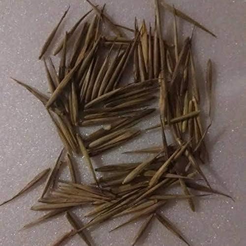 100+ Giant Timber Bamboo Seeds – Rapid-Growth Bamboo – Ideal Privacy Hedge, Windbreak, Landscaping, Indoor/Outdoor Pots – Symbol of Luck & Prosperity