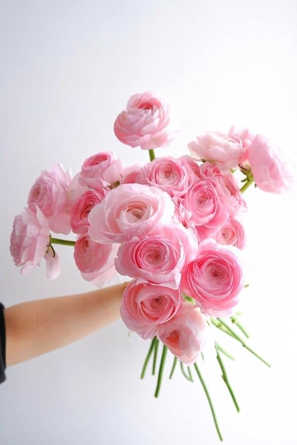5+ Mixed Color Ranunculus Bulbs, Assorted Rainbow of Double Blooms, Spring Flowering Bulbs Wedding Flower Bulbs for Garden Beds, Borders, Cut Flowers & Container Gardening