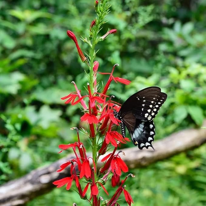 200+ Red Cardinal Flower Seeds for Planting Outdoors-Lobelia Cardinalis Perennial Flower Seeds-Wild Cardinals Flower Attracts Bees&Butterflies Fragrant Butterfly for Outdoor