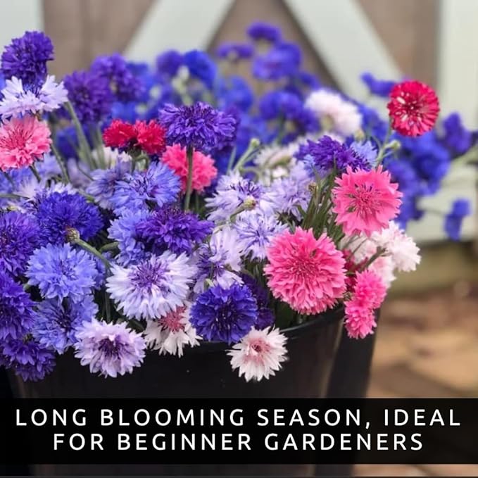 1,000 Polka Dot Bachelor Button Seeds for Planting - Heirloom, Non-GMO, USA Grown Cornflower Seeds - Easy to Grow, Cut Flower & Pollinator Favorite – Colorful Centaurea Cyanus
