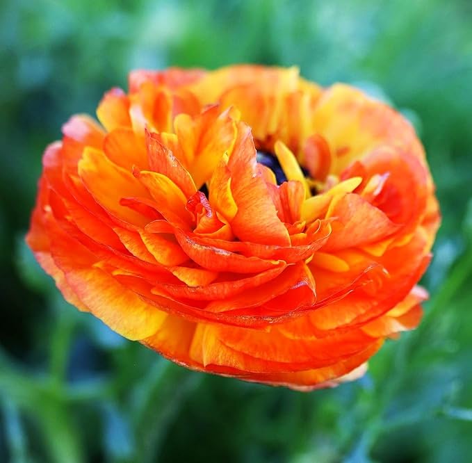 Mixed Peony Ranunculus Bulbs- Persian Buttercup -10 Corms Bulbs Flowering Blooms Perennial Bulbous Root Garden Plant (Orange)