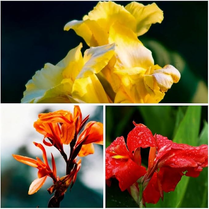 10 Canna Indica Lily Seeds, Perennial Mixed Color Canna Cleopatra Flower Seed, Non-GMO Cleopatra Flowers for Home, Garden, Outdoor