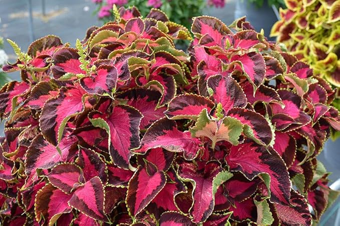 Park Seed Premium Sun Chocolate Covered Cherry Coleus Seeds – Grow Your Own Compact Indoor or Outdoor Plants, Shade-Tolerant Annual, Richly Colored Foliage for Containers and Beds, Pack of 100