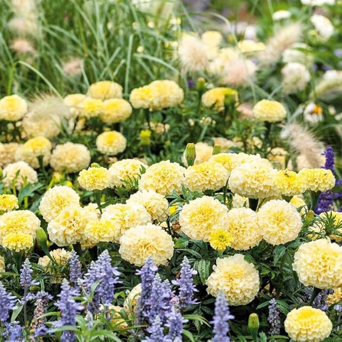 100+ Moonlight Marigold Seeds Tagetes Cream White Flowers Planting