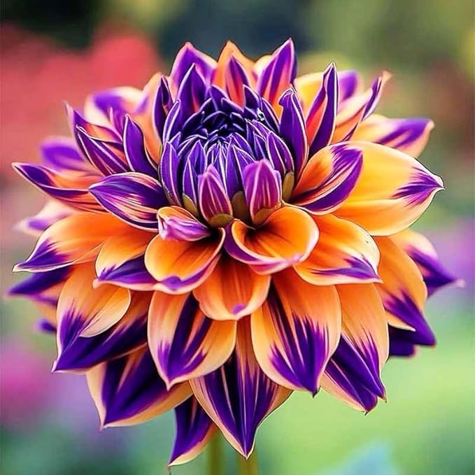 250+ Dwarf Dahlia Seeds, Multi-Color Double Petal, Ornamental Flower, for Container Pot Backyard Patio Balcony Garden