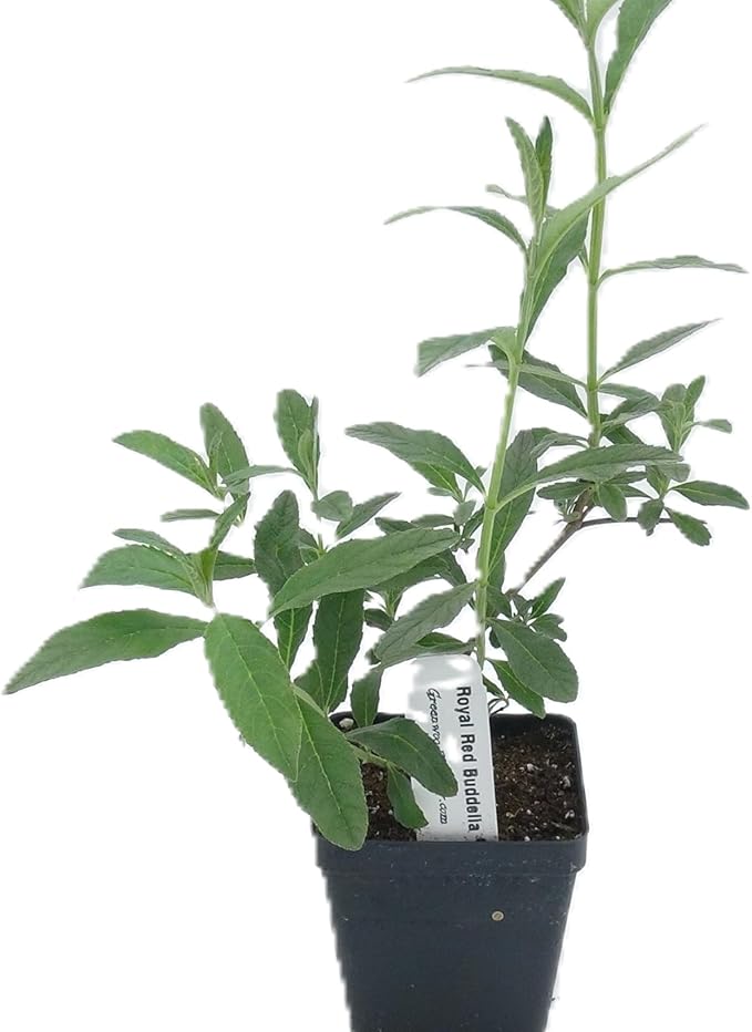 Greenwood Nursery: Live Shrub Plants - Royal Red Butterfly Bush + Buddleja/Buddleia Davidii - [Qty: 1x Pint Pot] - (Click for Other Available Plants/Quantities)