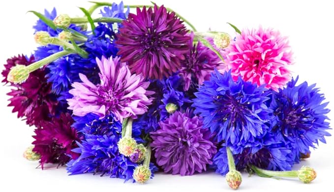 1,000 Polka Dot Bachelor Button Seeds for Planting - Heirloom, Non-GMO, USA Grown Cornflower Seeds - Easy to Grow, Cut Flower & Pollinator Favorite – Colorful Centaurea Cyanus