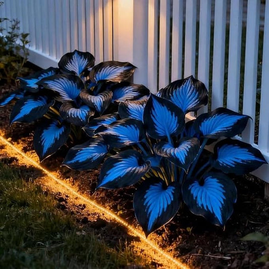 220+ Hosta Seeds Perennial for Planting,Hosta Seeds,Rare Hostas Seed Shade Plant for Garden Low Maintenance