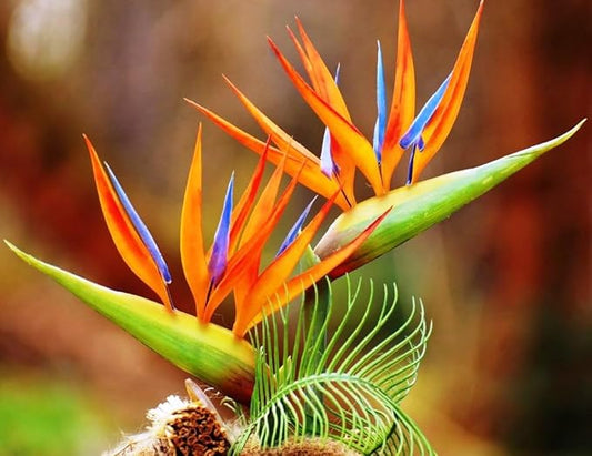 Seeds Strelitzia Crane (Bird of Paradise) Perennial Flowers for Planting
