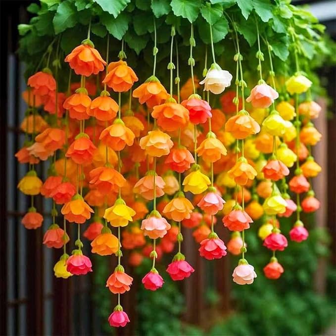 310+ Mix Weeping Begonia Flower Seeds for Planting - Non-GMO Heirloom Plant Seeds Garden Outdoor