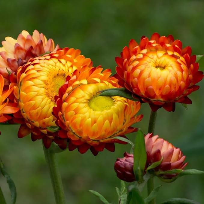 2500+ Perennial Strawflower Seeds for Planting-Straw Flower Seeds-Shade Wildflower Seed Attracts Bees&Butterflies Fragrant Butterfly Non-GMO Heirloom for Home Outdoor Garden