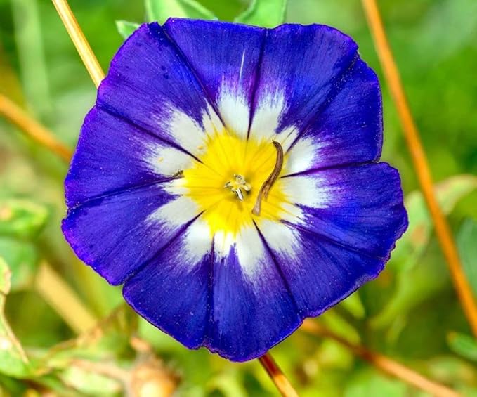 100+ Mixed Morning Glory Seeds Colorful Climbing Vine for Trellises, Arbors Indoor & Outdoor Gardens Heirloom, Non-GMO