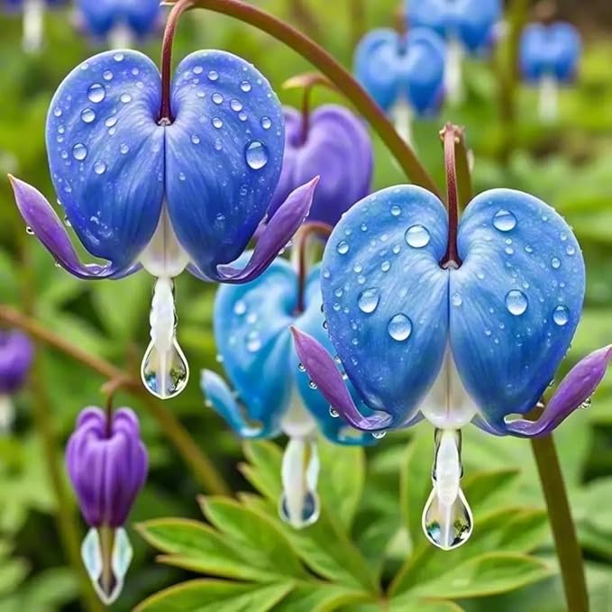 Bleeding Heart Seeds, 120pcs Dicentra Spectabilis, Non-GMO Heirloom Perennial Flower Seeds, Cold Hardy, Shade Tolerant, for Outdoor Garden Yard Border Container Planting