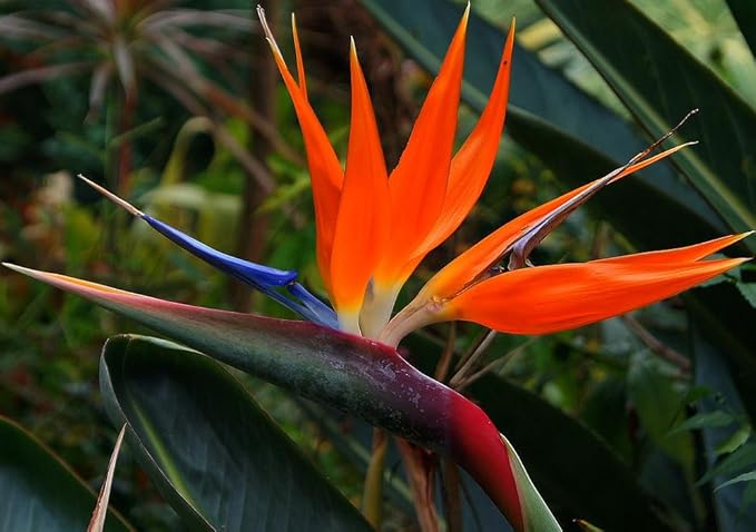 Seeds Strelitzia Crane (Bird of Paradise) Perennial Flowers for Planting
