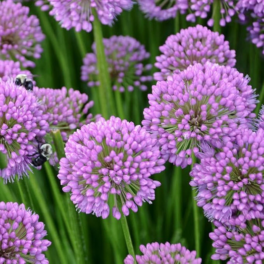 Millenium Allium Flower Root - Purple Flowers - Attracts Butterflies and Hummingbirds - Deer Resistant - Good as Cut Flowers - Perennializing