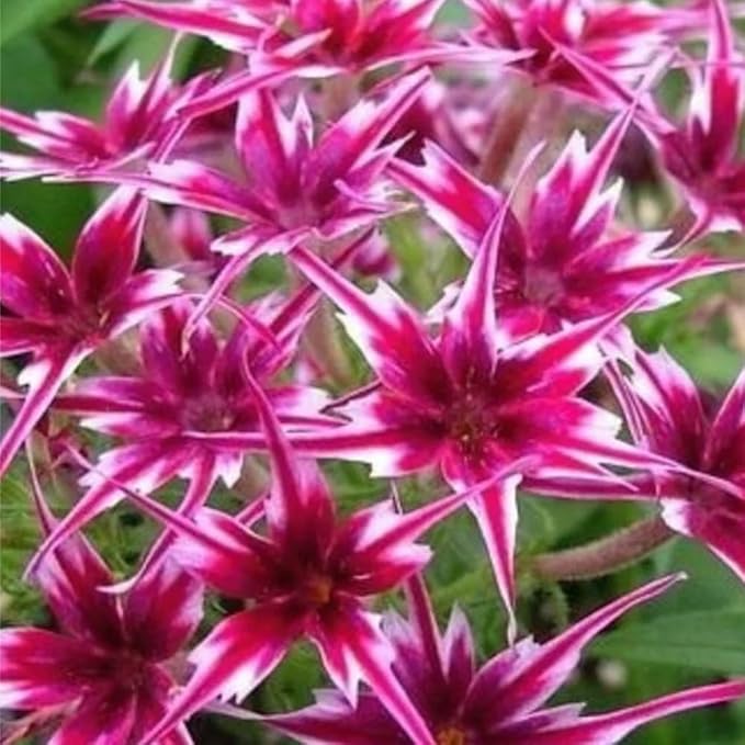 1508+ Creeping Mixed Phlox Seeds for Planting,Bright Perennial Creeping Phlox Seeds- Ground Cover Plants Seed Non GMO Heirloom for Outdoors