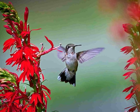 200+ Red Cardinal Flower Seeds for Planting Outdoors-Lobelia Cardinalis Perennial Flower Seeds-Wild Cardinals Flower Attracts Bees&Butterflies Fragrant Butterfly for Outdoor