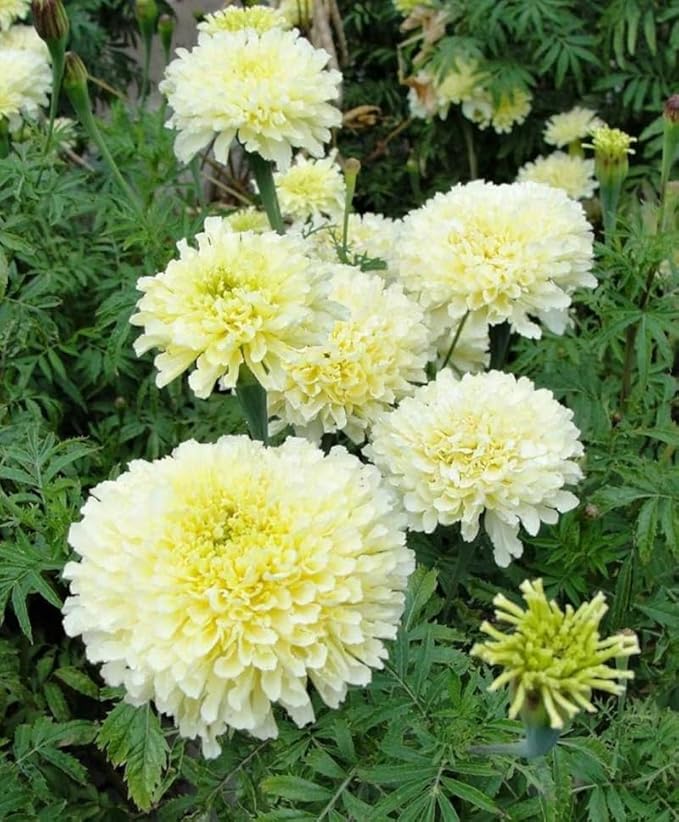 100+ Moonlight Marigold Seeds Tagetes Cream White Flowers Planting