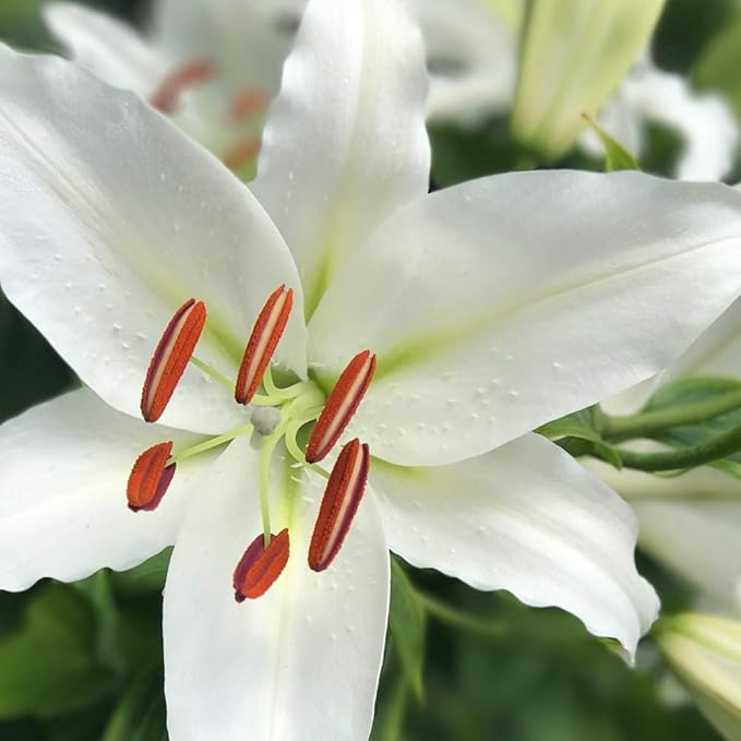 3 Pack Giant Pretty Lady Tree Lily Flower Bulbs - Pure White Blooms and Impressive Size & Grace. Amazingly Tall Lily Tree-Plants for Home and Garden -Attracts Butterflies, Bees & Hummingbirds