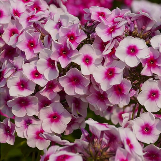 5088+ Mixed Creeping Dwarf Phlox Seeds for Planting, Perennial Creeping Phlox Beauty Flower Seeds Ground Cover Plants, Non-GMO Heirloom Dwarf Flowers for Home Garden Outdoors