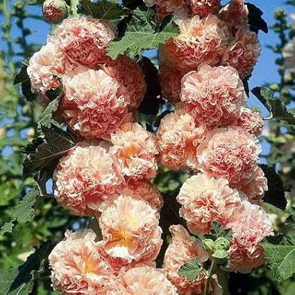 Hollyhock Seeds - Chaters Double Salmon - Packet - Pink Flower Seeds, Heirloom Seed, Open Pollinated Seed Attracts Bees, Attracts Butterflies, Attracts Hummingbirds, Attracts Pollinators, Easy to
