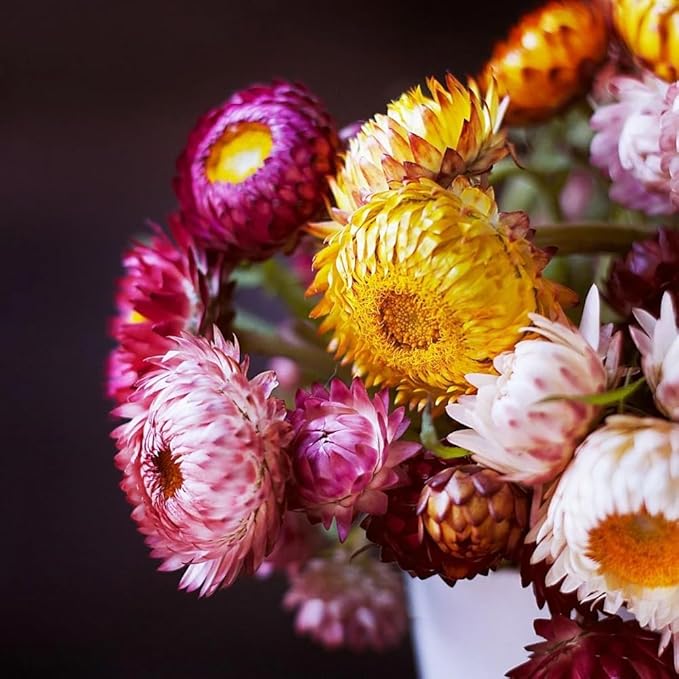 2500+ Perennial Strawflower Seeds for Planting-Straw Flower Seeds-Shade Wildflower Seed Attracts Bees&Butterflies Fragrant Butterfly Non-GMO Heirloom for Home Outdoor Garden
