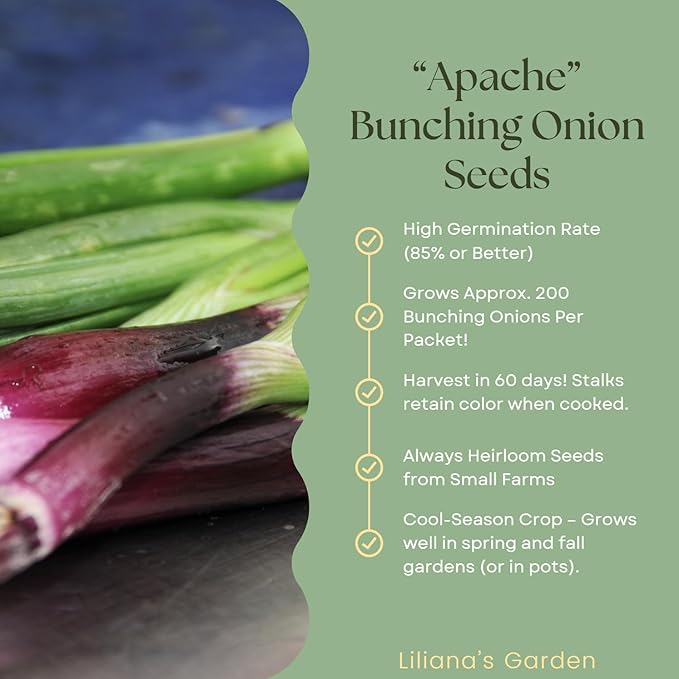 “Apache” Red Bunching Onion Seeds – aka Red Scallion or Salad Onion | Heirloom Seeds by Liliana's Garden |