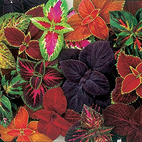 Park Seed Giant Exhibition Complete Mix Coleus Seeds, Heirloom-Style Foliage in Rich Multicolor Blend, Compact Shade-Tolerant Plants for Garden or Indoors, 2 Pack (40 Seeds Total)