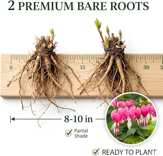 2 Pink Bleeding Heart Bare Root Perennial Plants – Heart Shaped Pink Blooms, Easy to Grow Shade Flower Roots, Attracts Butterflies, Bees & Hummingbirds, Spring Garden Flower Bulb Collection