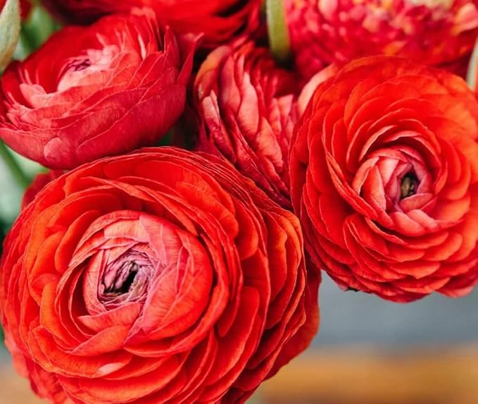 Mixed Peony Ranunculus Bulbs- Persian Buttercup -10 Corms Bulbs Flowering Blooms Perennial Bulbous Root Garden Plant (Red)
