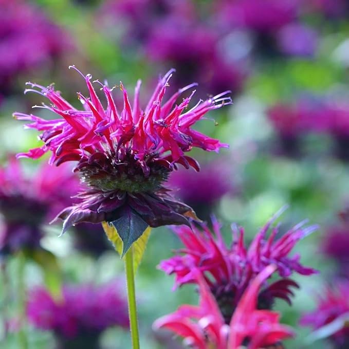 CarpetC 500+ Bee Balm Seeds for Planting, Perennial Fragrant Blooms, Attract Hummingbirds and Butterflies, Non-GMO Heirloom Flower for Pollinator Gardens, Borders and Cut Flowers