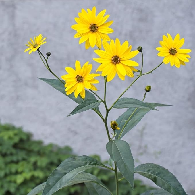 Jerusalem Artichoke Live Tubers, 7 Fresh Sunchoke Bulbs for Planting by Greenhouse PCA