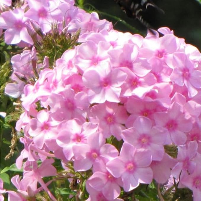 5088+ Mixed Creeping Dwarf Phlox Seeds for Planting, Perennial Creeping Phlox Beauty Flower Seeds Ground Cover Plants, Non-GMO Heirloom Dwarf Flowers for Home Garden Outdoors