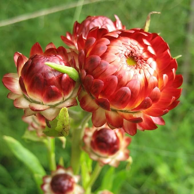 2500+ Perennial Strawflower Seeds for Planting-Straw Flower Seeds-Shade Wildflower Seed Attracts Bees&Butterflies Fragrant Butterfly Non-GMO Heirloom for Home Outdoor Garden