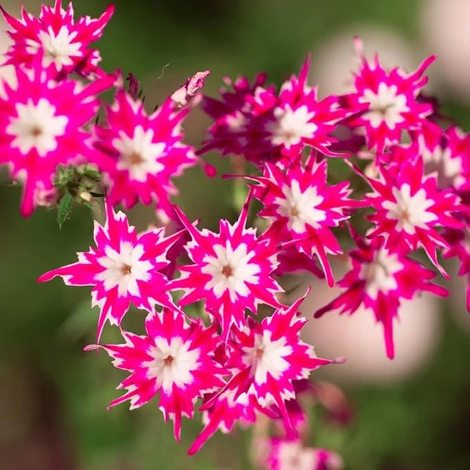 1508+ Creeping Mixed Phlox Seeds for Planting,Bright Perennial Creeping Phlox Seeds- Ground Cover Plants Seed Non GMO Heirloom for Outdoors