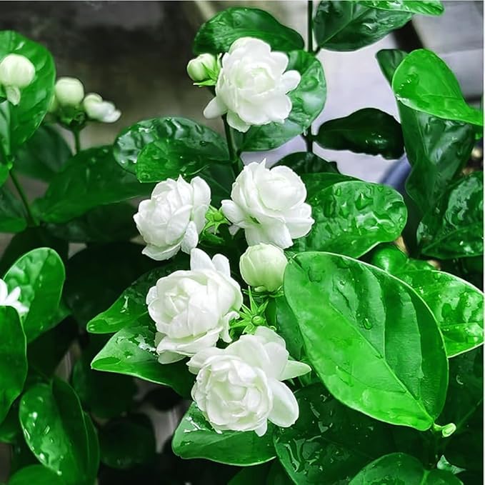 300+ Jasmine Flower Seeds to Plant Outdoors-Arabian Jasmine Seeds -Jasminum Seed Perennial Fragrant Flowering Vine Plant for Fences and Trellises, Easy to Growing Ornamental Plants