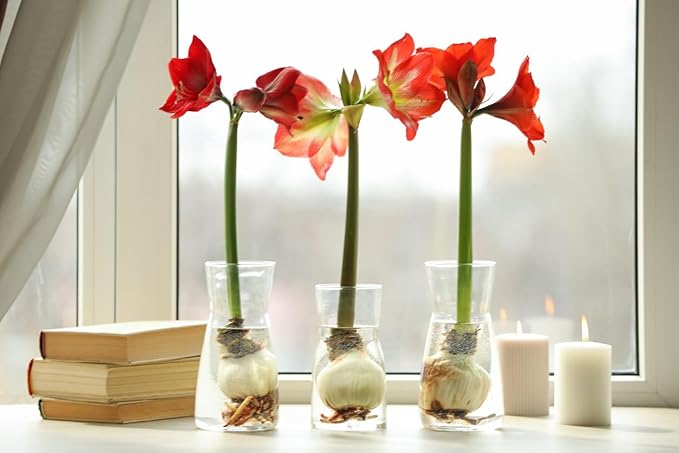 Amadeus Amaryllis Picotee – 28-30 cm Bulb – Elegant White Amaryllis with Picotee Edges – Ideal for Indoor & Outdoor Planting – Stunning Seasonal Blooms