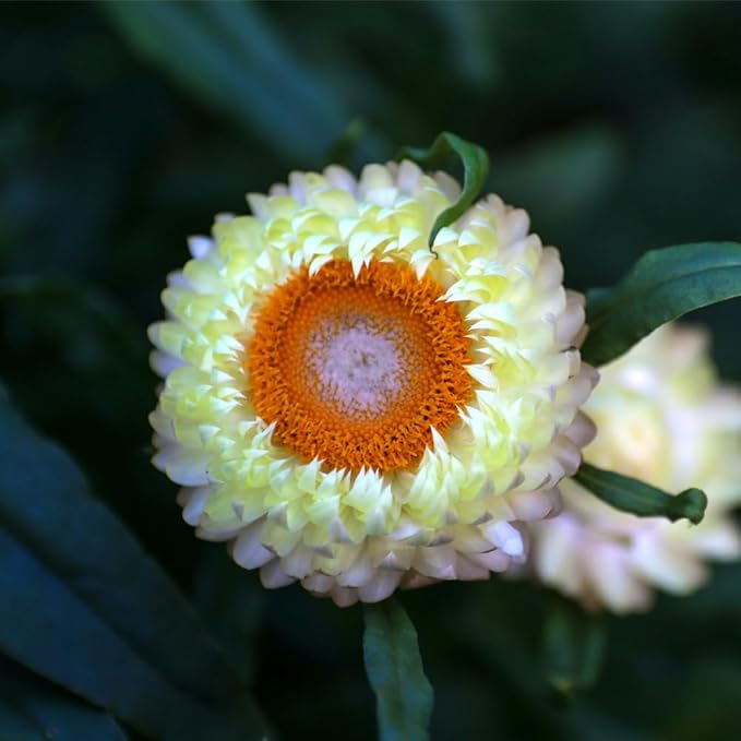2500+ Perennial Strawflower Seeds for Planting-Straw Flower Seeds-Shade Wildflower Seed Attracts Bees&Butterflies Fragrant Butterfly Non-GMO Heirloom for Home Outdoor Garden