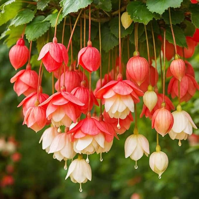 310+ Mix Weeping Begonia Flower Seeds for Planting - Non-GMO Heirloom Plant Seeds Garden Outdoor