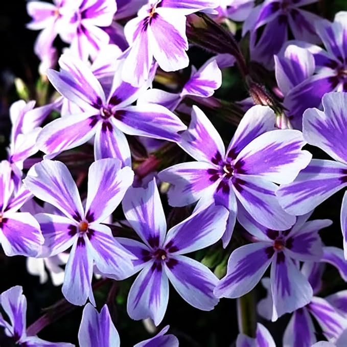 5088+ Mixed Creeping Dwarf Phlox Seeds for Planting, Perennial Creeping Phlox Beauty Flower Seeds Ground Cover Plants, Non-GMO Heirloom Dwarf Flowers for Home Garden Outdoors