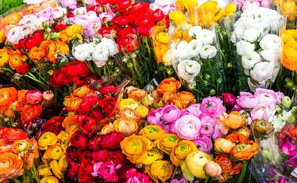 5+ Mixed Color Ranunculus Bulbs, Assorted Rainbow of Double Blooms, Spring Flowering Bulbs Wedding Flower Bulbs for Garden Beds, Borders, Cut Flowers & Container Gardening